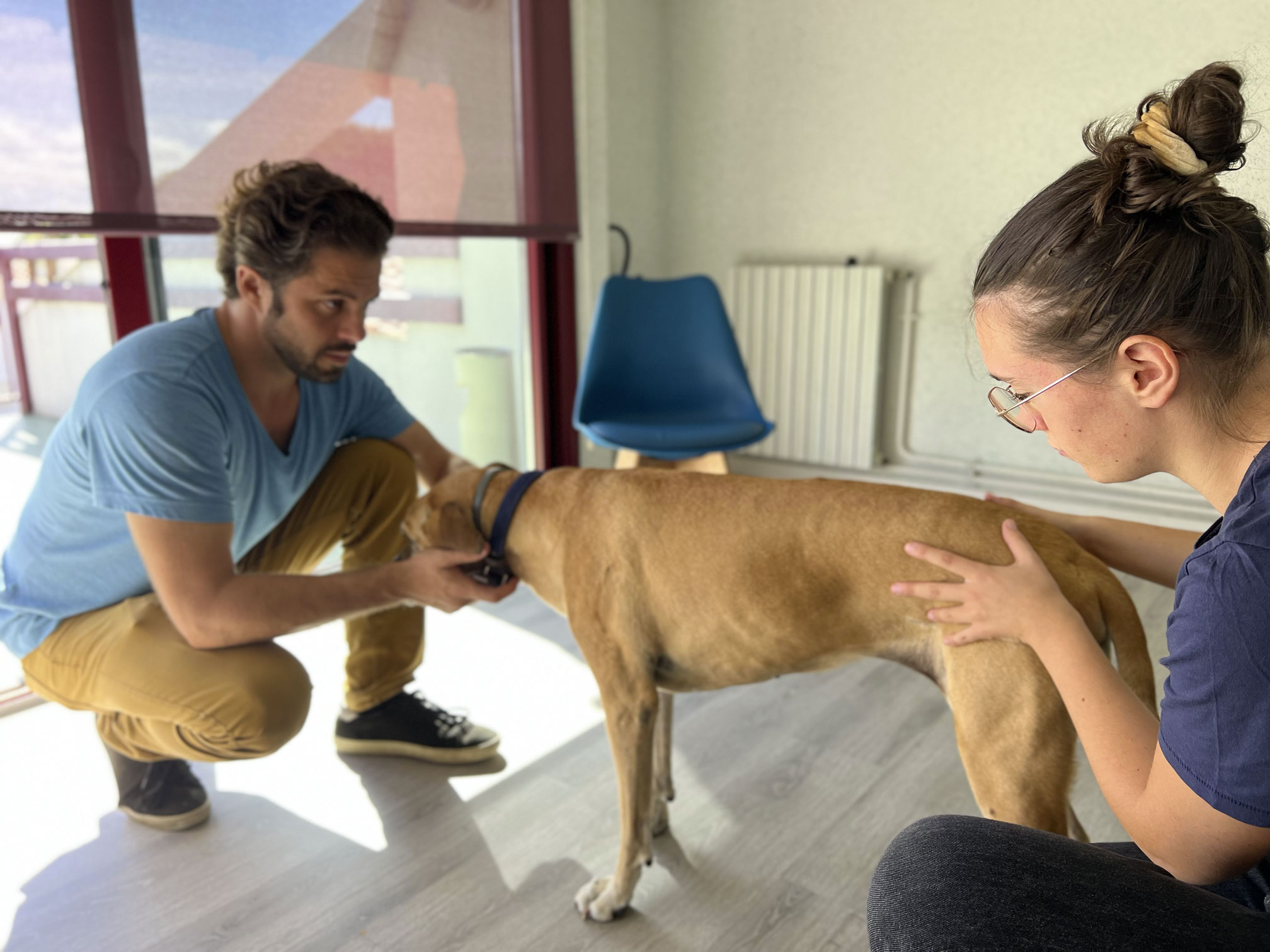 Institut d'enseignement supérieur en ostéopathie animale - Eos Animal